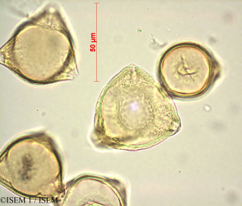 ISEM 1/Eleagnus_multiflora_29180/Eleagnus_multiflora_29180_0001(copy)_thumb.jpg